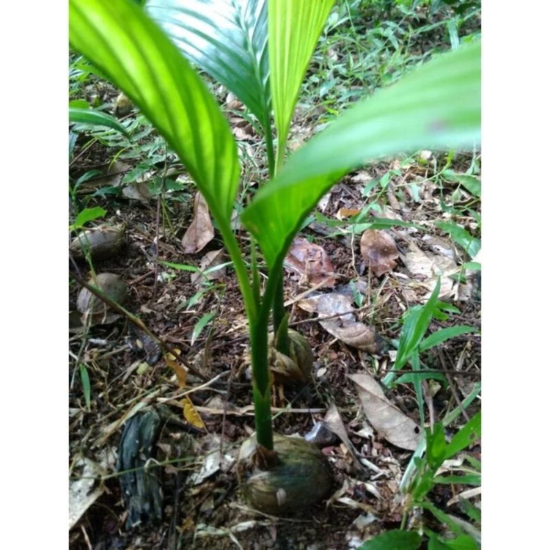 Jual BIBIT PINANG BETARA / BIBIT UNGGUL SIAP TANAM | Shopee Indonesia
