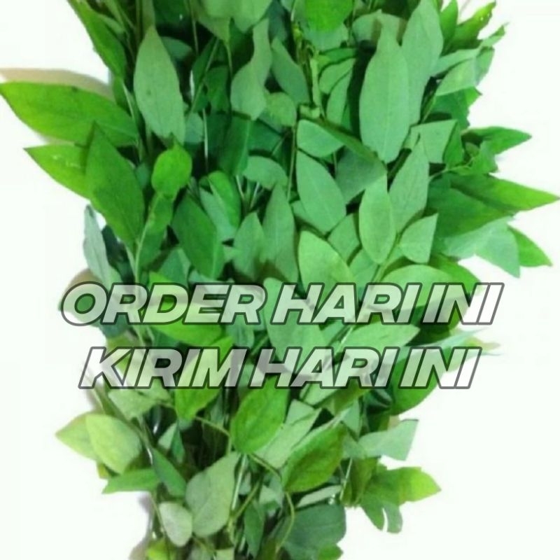 Jual Daun Katuk Segar 200gr Daun Katu Daun Kayu Manis Fresh Asli