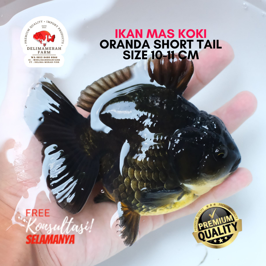 Jual IKAN MAS KOKI ORANDA BLACK SHORT BODY CANTIK DAN BERKUALITAS ...