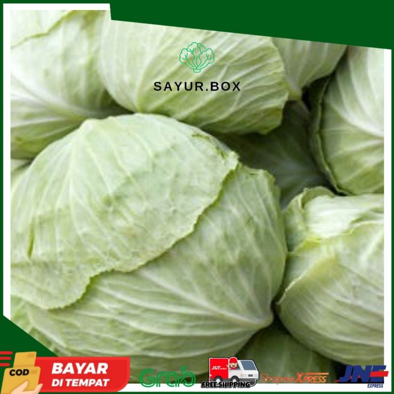 Jual Sayur Kubis Segar Kol Sayuran Kobis Semarang Shopee Indonesia