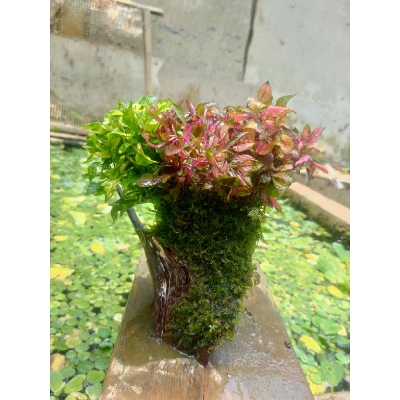 Jual kayu rentek full Moss + tanaman aquascape | Shopee Indonesia