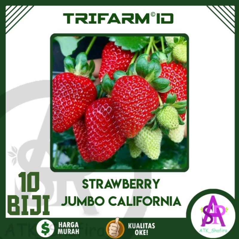 Jual TRIFARM 10 Biji Benih Bibit Strawberry Jumbo California Kemasan ...