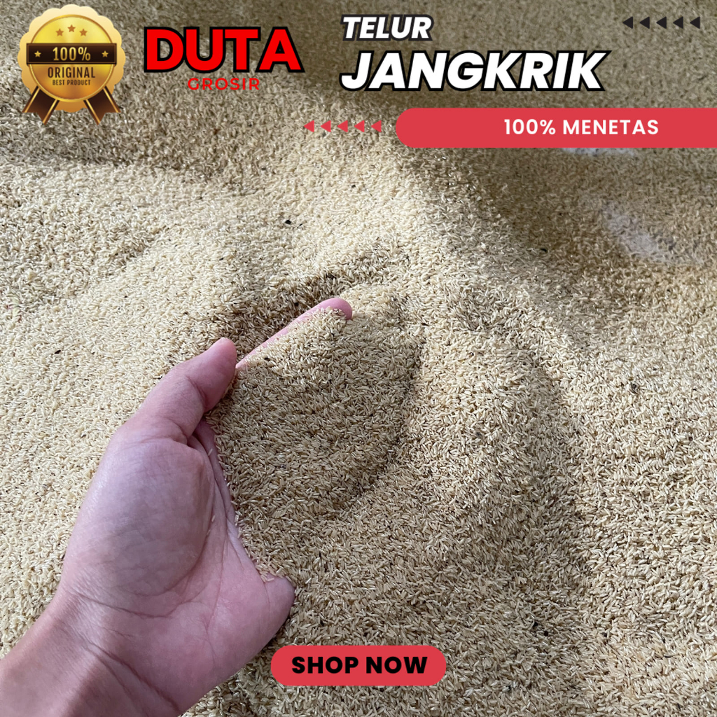 Jual Telur Jangkrik Alam Kemasan 500 Gram Murni Tanpa Campuran Untuk