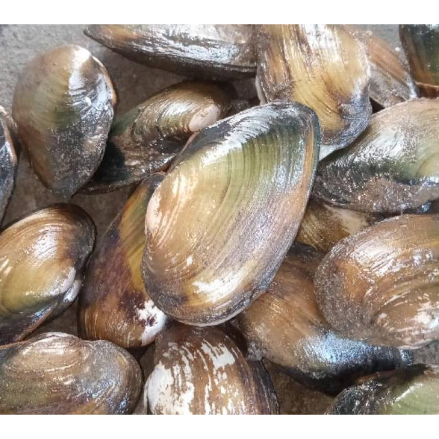 Jual kerang sungai tude pasar online makassar | Shopee Indonesia