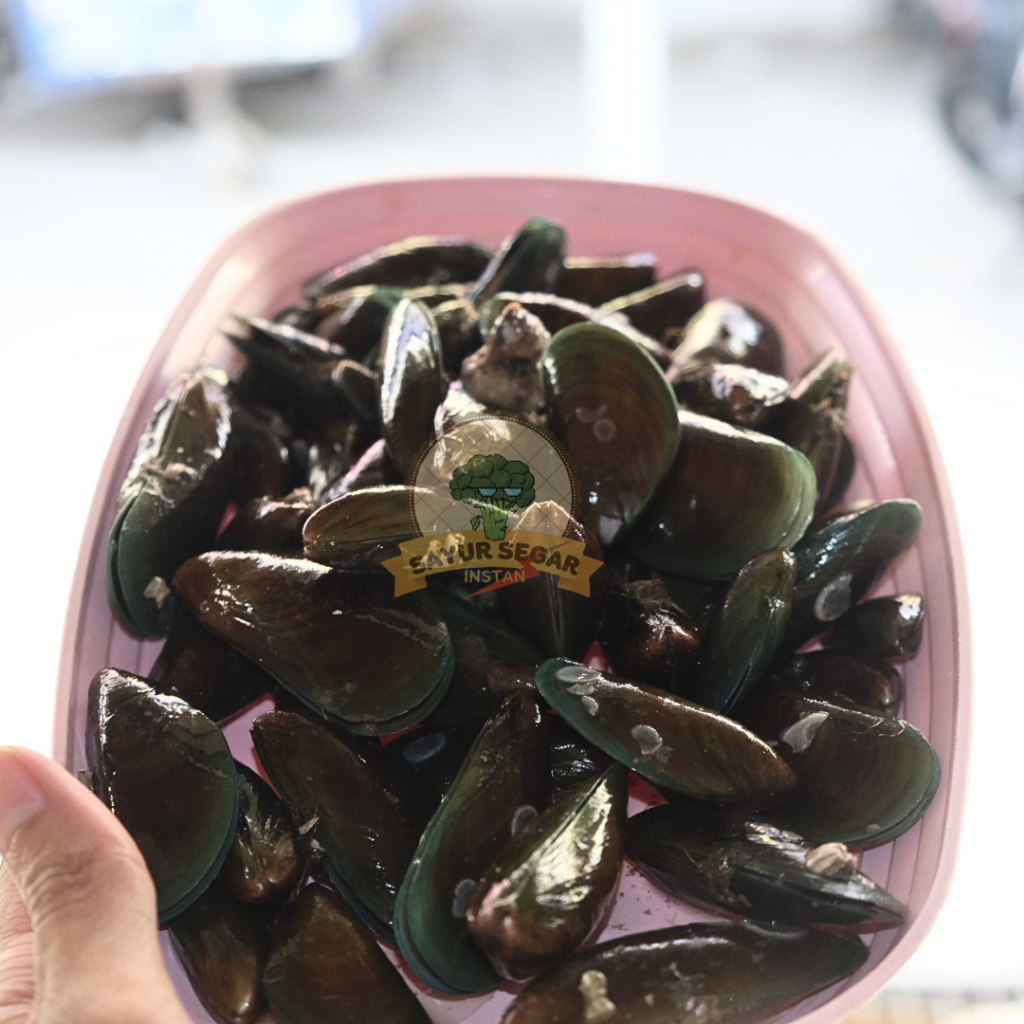 Jual Kerang Ijo / Hijau Segar | Shopee Indonesia