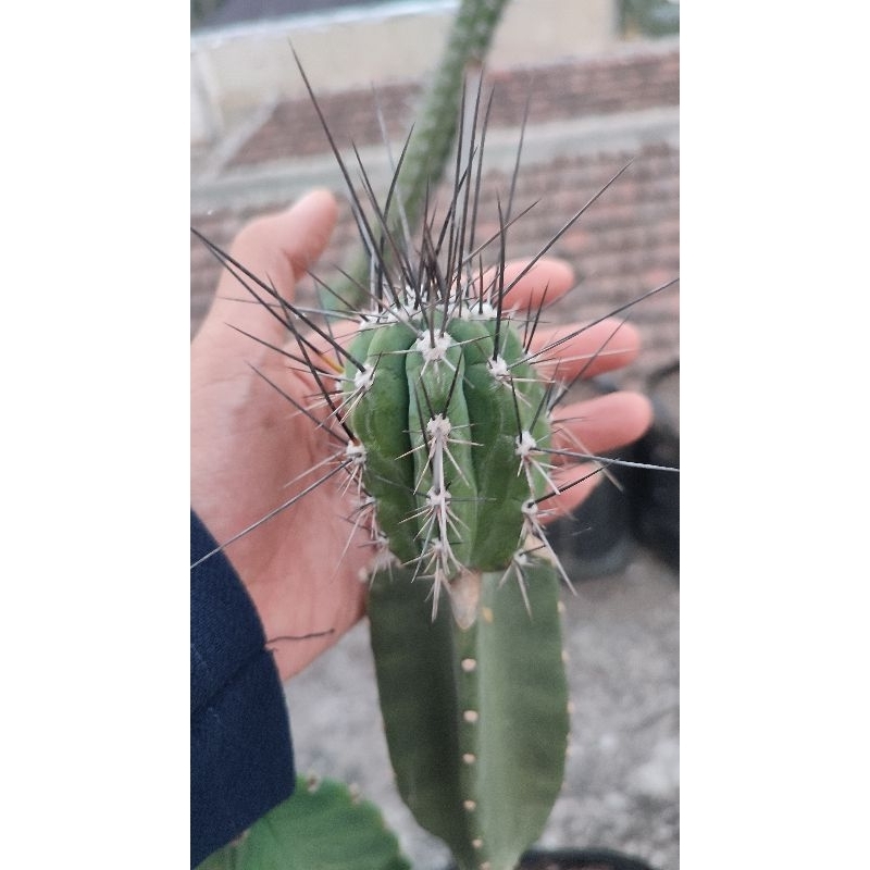 Jual Stetsonia coryne Shopee Indonesia