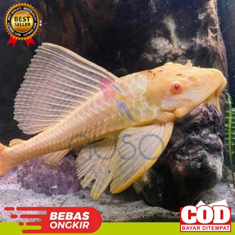 Jual Hiasan Aquarium Ikan Hias Sapu Sapu Albino Ikan Sapu Sapu Ikan