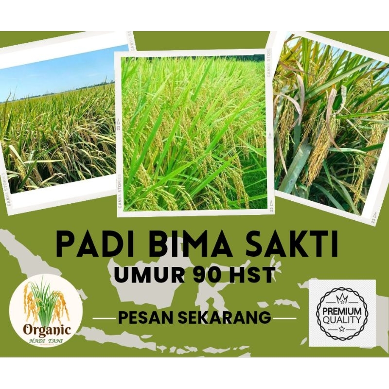 Jual BENIH PADI PREMIUM BIMA SAKTI KEMASAN 5KG | Shopee Indonesia