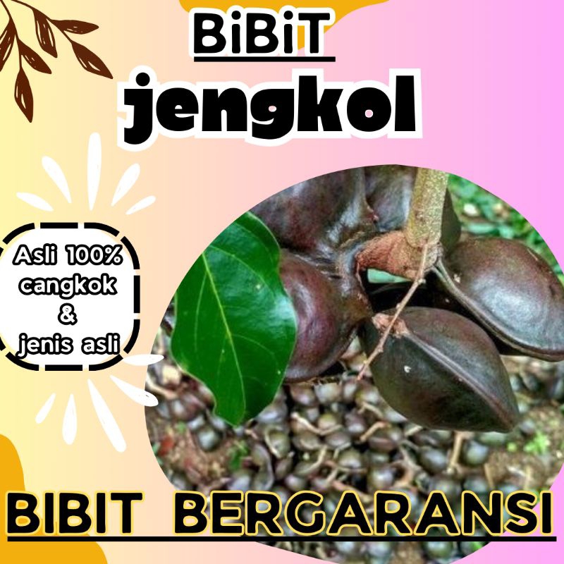 Jual Bibit Jengkol Cepat Berbuah Asli Cangkokan Shopee Indonesia 