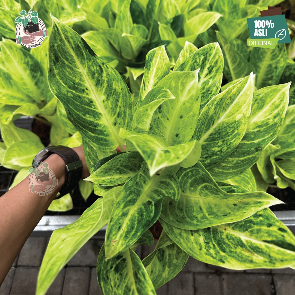 Jual Aglonema SanDrop Sundrop Tanaman Hias Bunga Hijau Akar Por Sehat ...