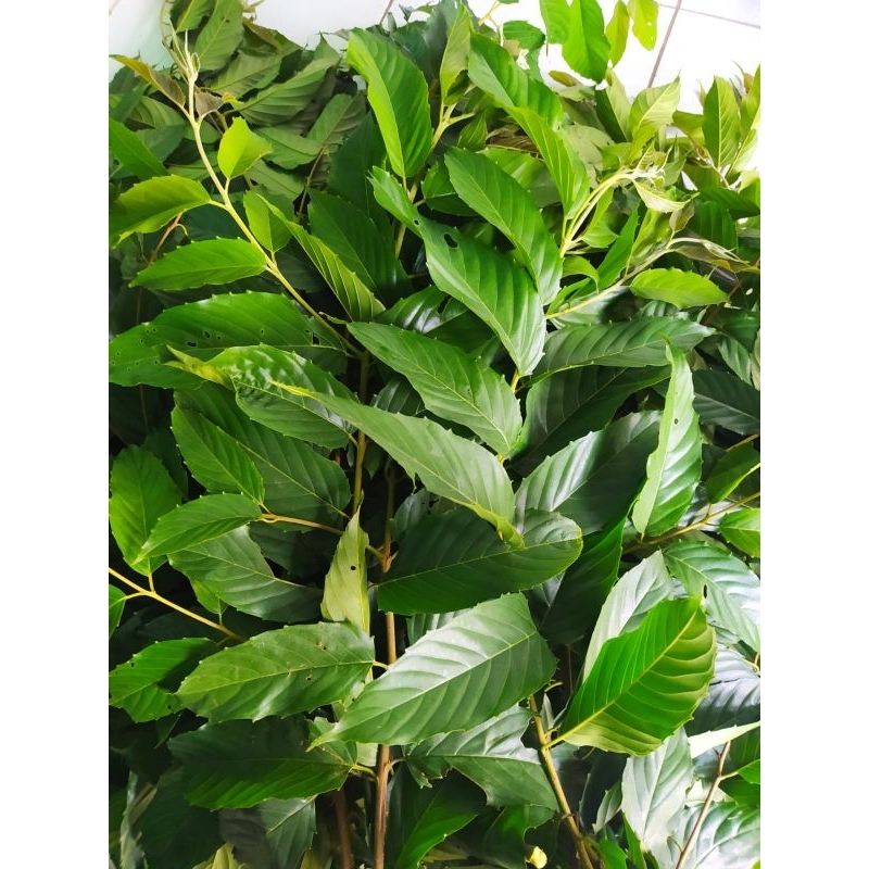 Jual daun kayu Afrika bahan Ecoprint segar 1KG | Shopee Indonesia