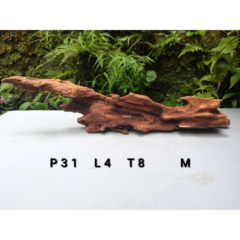Jual kayu rentek aquascape size M murah (Sudah Tenggelam) | Shopee ...