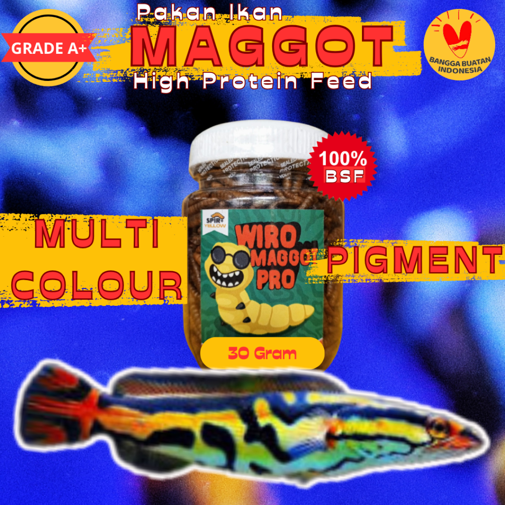 Jual Maggot Multi Color Pigment Grade A++ Premium Produk Wiro Maggot ...