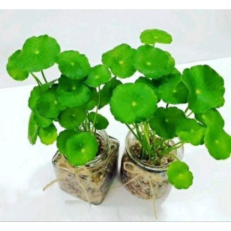 Jual Tanaman Bibit Pegagan Daun Halus Herbal Shopee Indonesia 1810