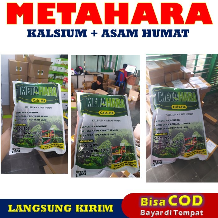 Jual Pupuk Pencegah Layu Tanaman Timun Mentimun Paling Manjur METAHARA ...