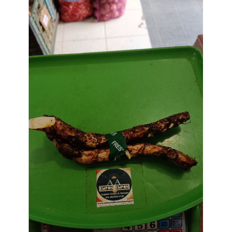 Jual Delengu/jangu segar | Shopee Indonesia