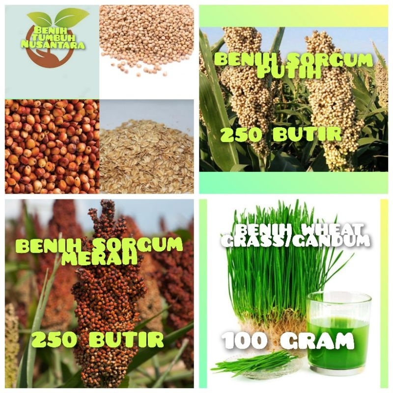 Jual BENIH SORGUM PUTIH,BENIH SORGUM MERAH,BENIH WHEAT GRASS/GANDUM ...