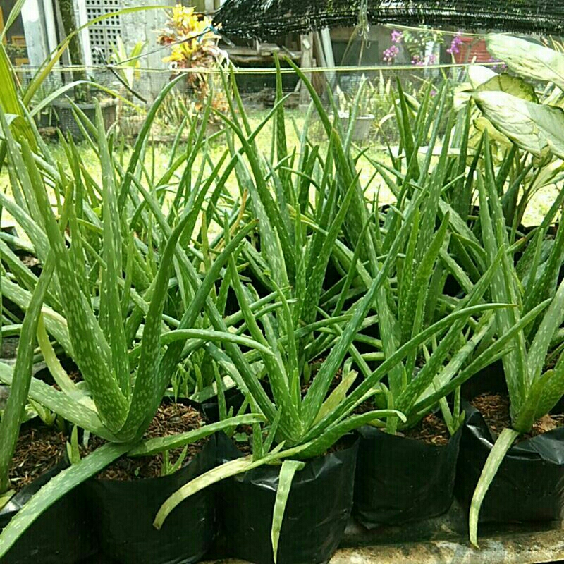 Jual Bibit Lidah Buaya Remaja Paket 6 Ekonomis Bunga Aloevera Tanaman