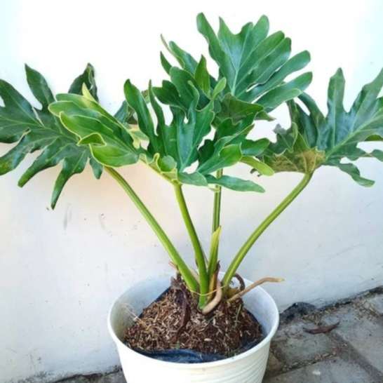 Tanaman Hias Philodendron Jari, Philodendron jari, TanamanHias Hijau