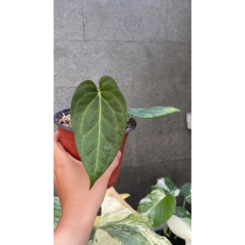 Jual anthurium blue papi | Shopee Indonesia