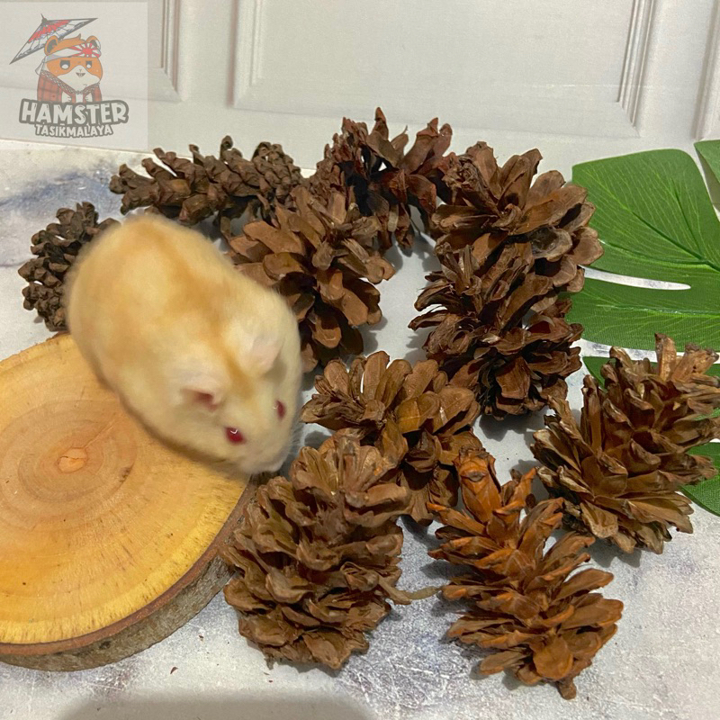 Jual PINE CONE Mainan Gigit Hamster / Buah Pinus Gigitan Hamster Untuk