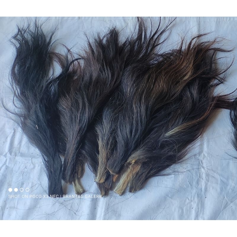 Jual Rambut sapi / ekor sapi Sedang -Tanpa garam | Shopee Indonesia