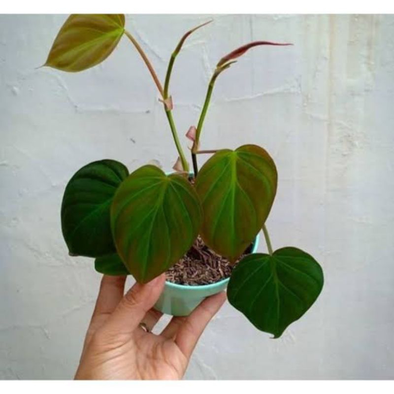 Jual philo mican tanaman hias philodendron michan sudah hidup siap ...