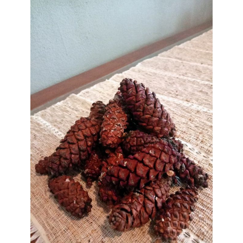 Jual Bunga Pinus Kuncup Natural Biji Pinus Kembang Pinus Pine Cone Rustic Shopee Indonesia