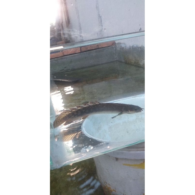 Jual Palmas Polli (polypterus polli) 1518cm 5 ekor Shopee Indonesia