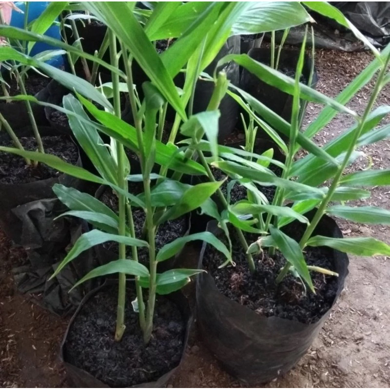 Tanaman jahe  / tanaman herbal jahe putih / jahe merah