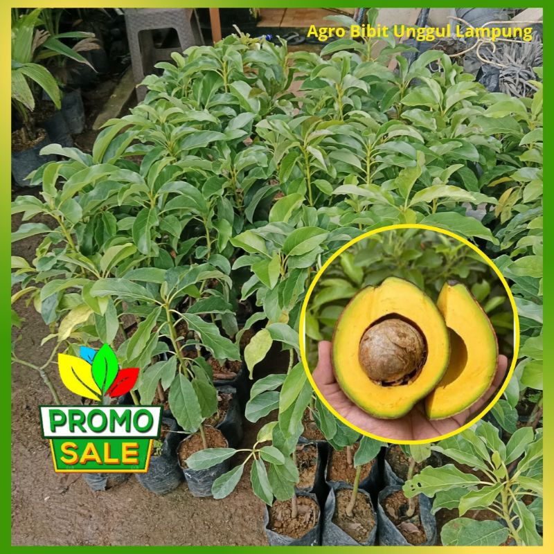 Jual Bibit Alpukat Miki Batang Besar 80-100 cm Tanaman alpokat Okulasi ...