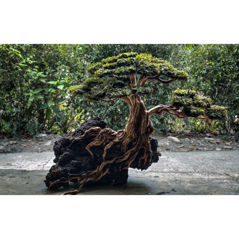 Jual Bonsai Aquascape Hardscape Shopee Indonesia