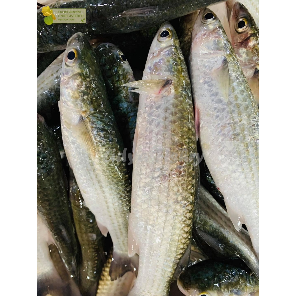 Jual Ikan Belanak 1Kg Ikan Belanak Segar Ikan Blanak Ikan Balanak Segar ...