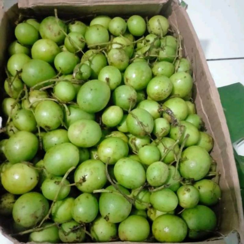 Jual Buah Ramania Buah Gandaria Fresh Langsung Dari Pohon Nya Khas