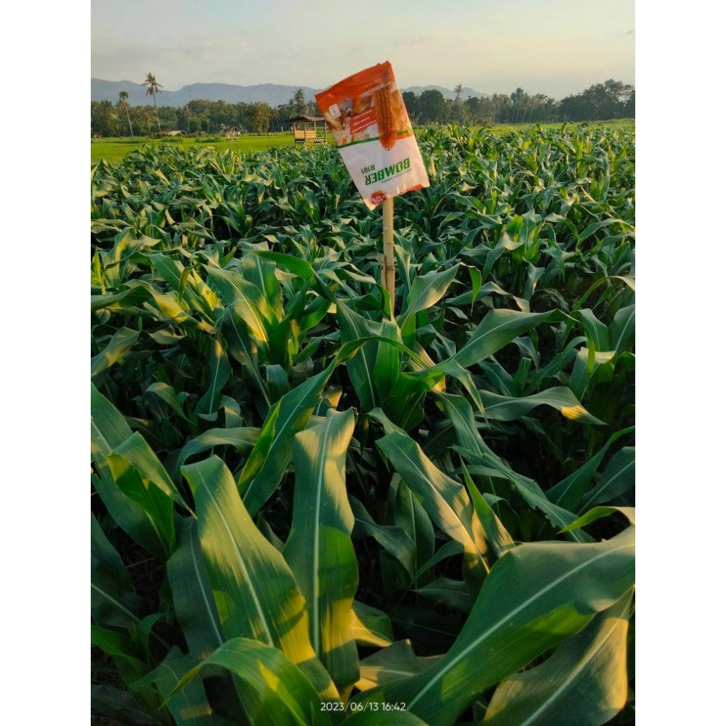 Jual ASA - BENIH JAGUNG PIPIL BOMBER ASA R101 - Isi 1 Kg 4200 Biji ...