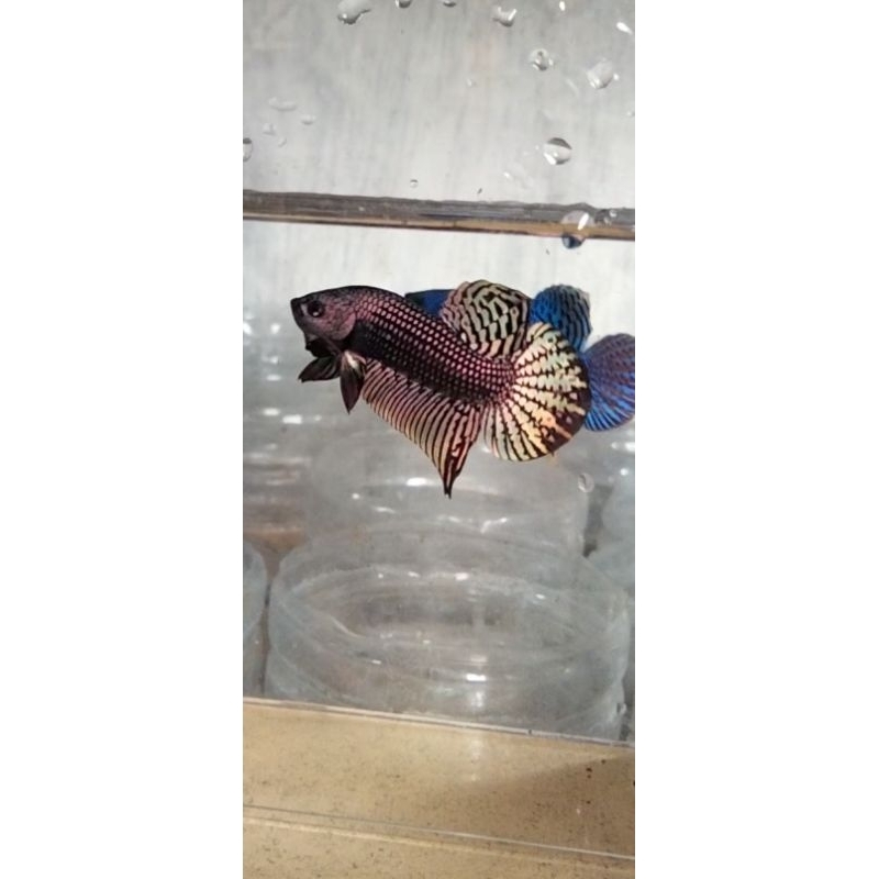 Jual (Obat Ikan)Alien Cooper High Quality | Shopee Indonesia