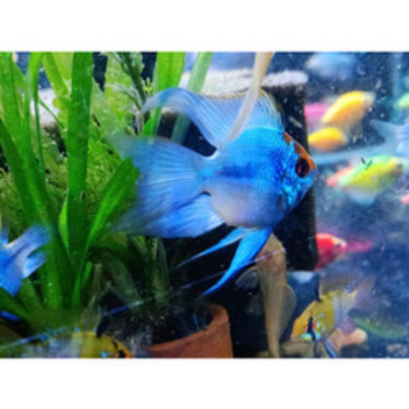 Jual Blue elektrik slayer | Shopee Indonesia