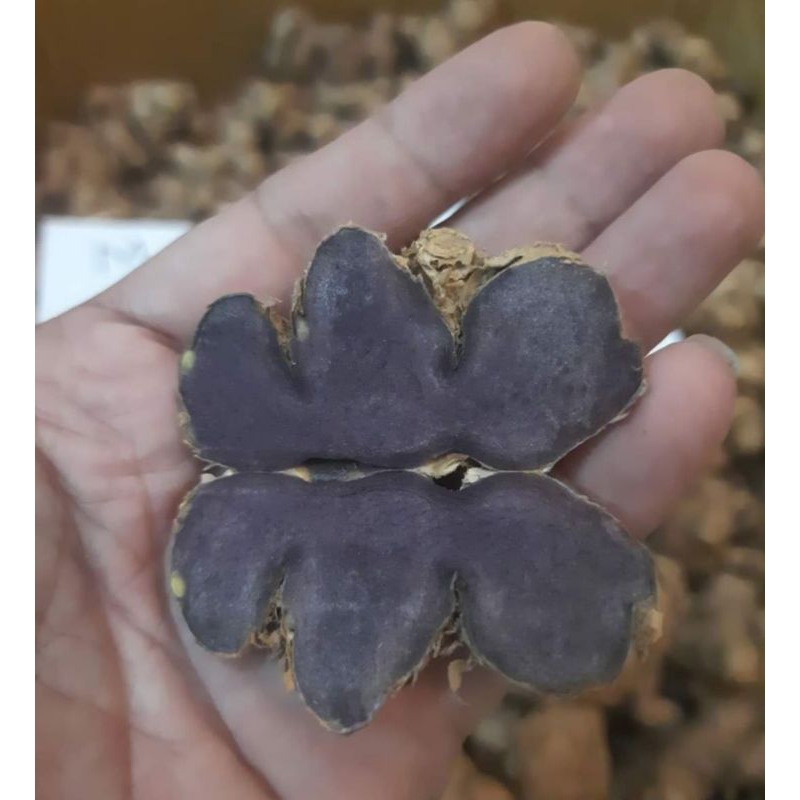 Jual Umbi Kunyit Hitam 10kg | Shopee Indonesia