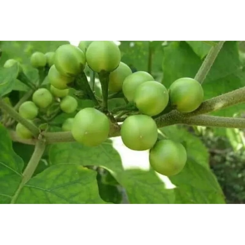 Jual Rimbang Tekokak Segar 250 gram | Shopee Indonesia
