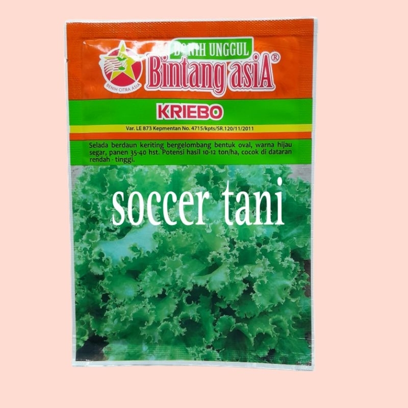 Jual BENIH KRIEBO kribo 10 gr benih selada | Shopee Indonesia