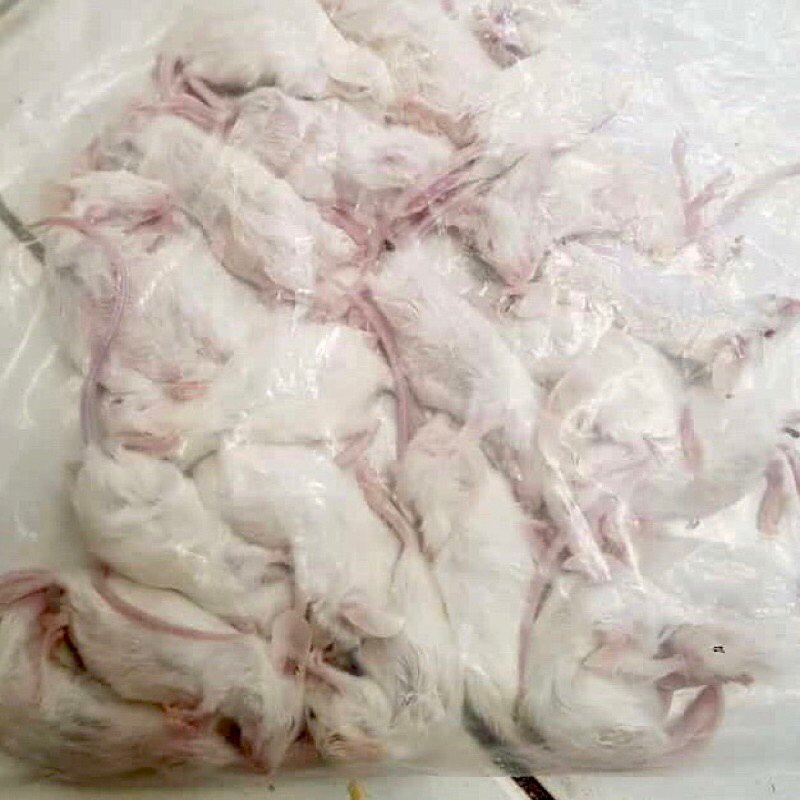 Jual Mencit Afkir frozen,,harga yang tertera untuk isi 10 ekor ...