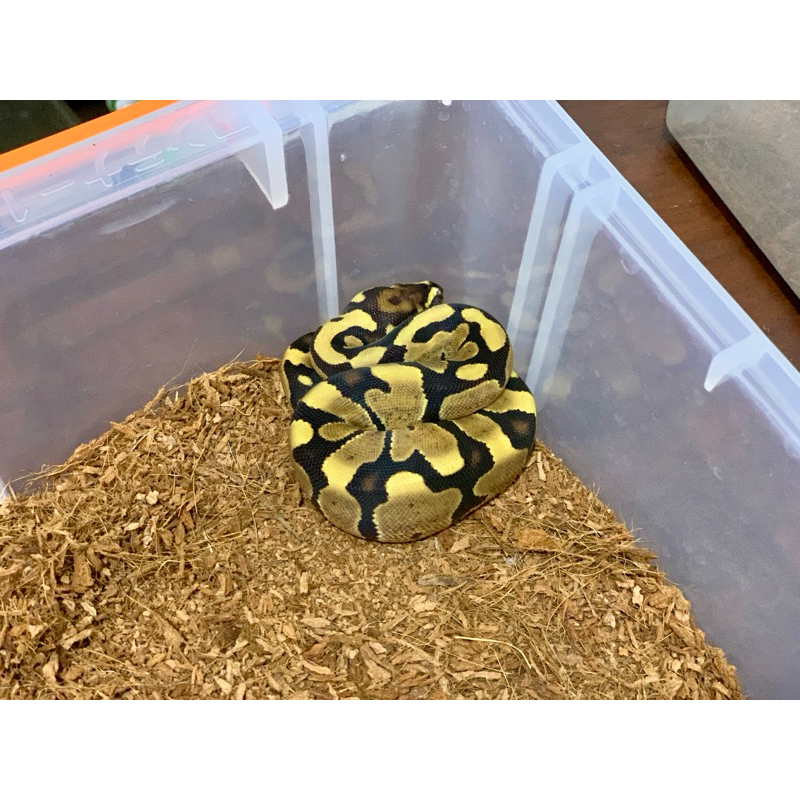 Jual (M) Fire Ball Python [2023010310] | Shopee Indonesia