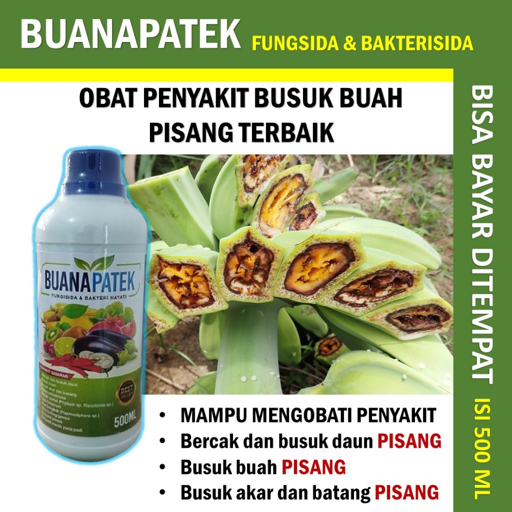 Jual Obat Busuk Buah Pisang Buanapatek Fungisida Bakterisida Hayati