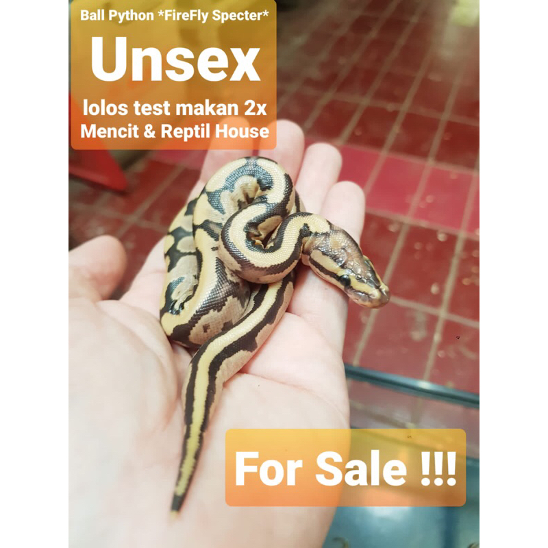 Jual Ball Python FireFly Specter,,Unsex | Shopee Indonesia