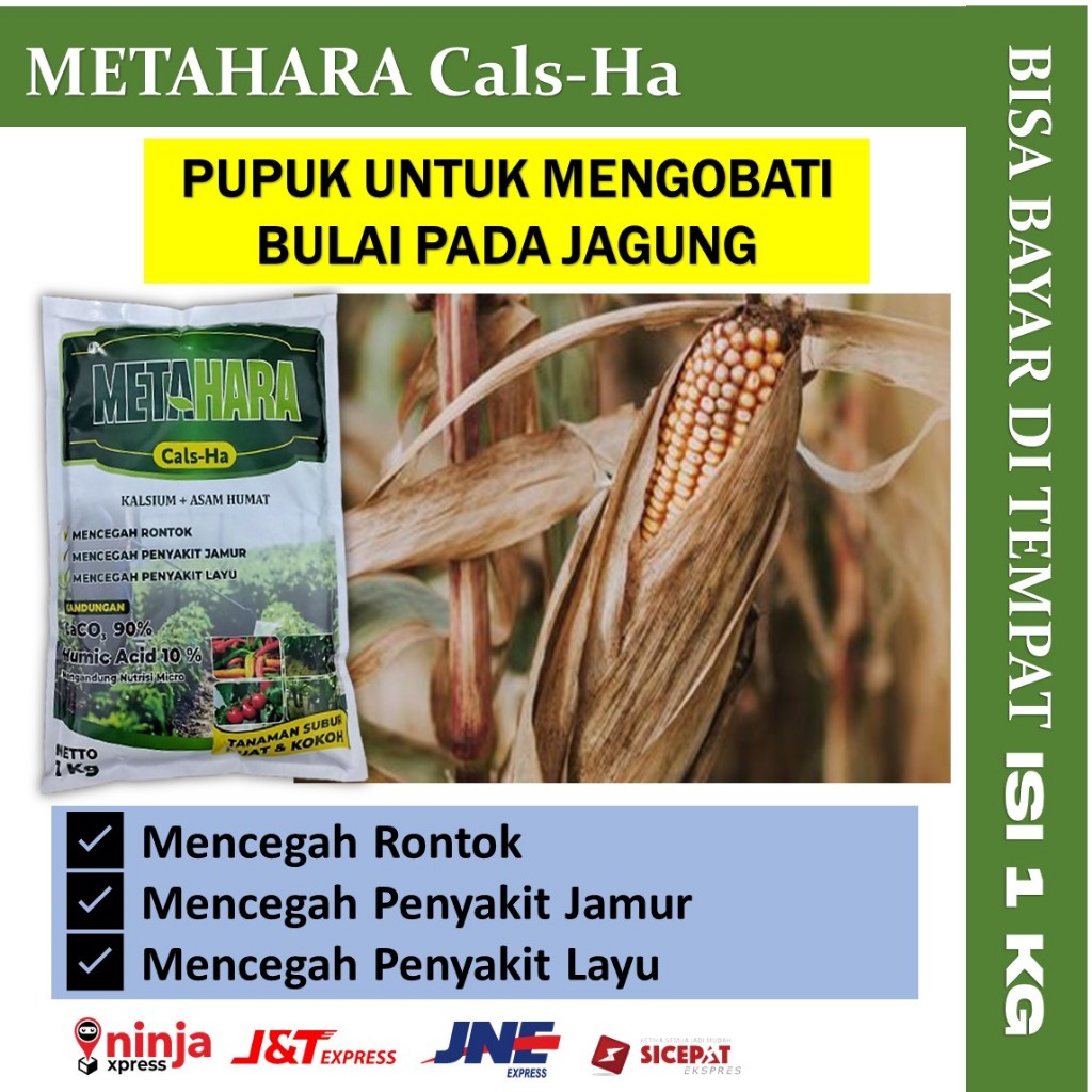 Jual Pupuk Kalsium Bubuk Obat Bulai Tanaman Jagung Paling Ampuh