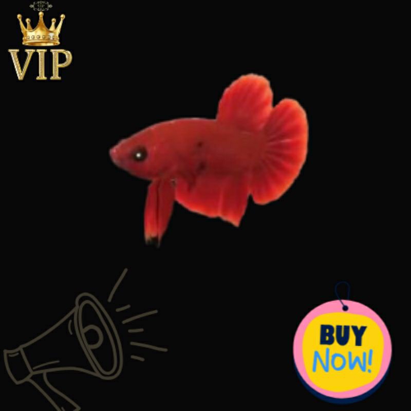 Jual Cupang_RGG Grad(ViP) | Shopee Indonesia