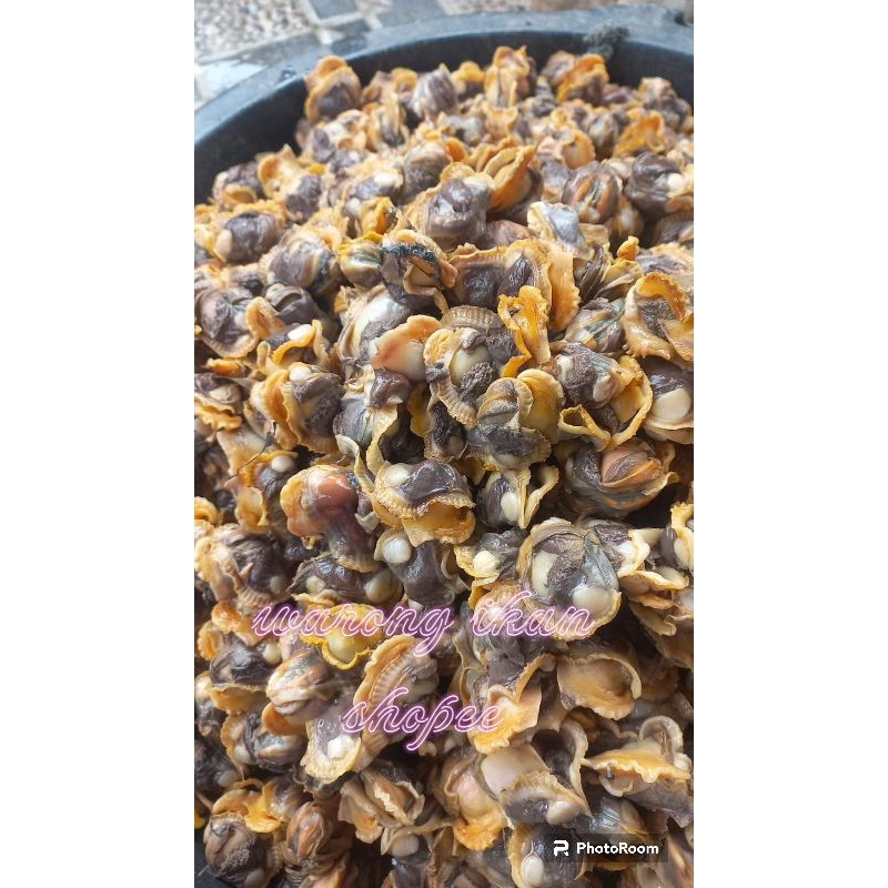 Jual Kerang bulu Kupas Segar daging kerang 1kg | Shopee Indonesia
