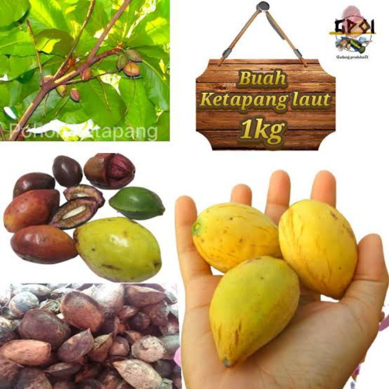 Jual Biji Buah Ketapang Untuk Pakan Kenari Pakan Burung Shopee Indonesia