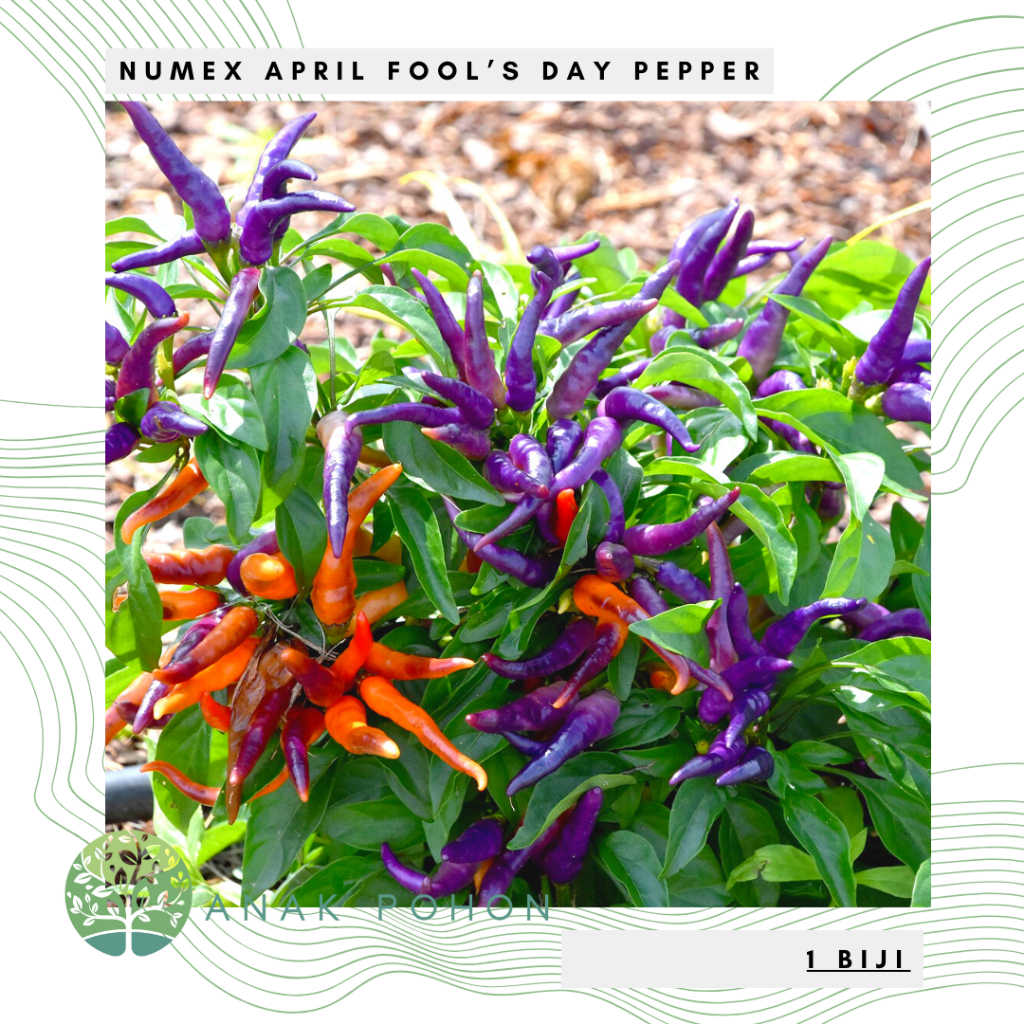 Jual Benih Bibit Biji - Cabai NuMex April Fool's Day Cabe Ungu Rainbow ...