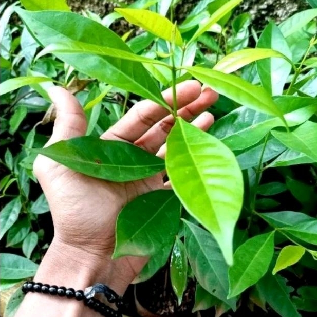 Jual (bisa Cod)bibit Tanaman Daun Salam//pohon Daun Salam Bumbu Dapur ...